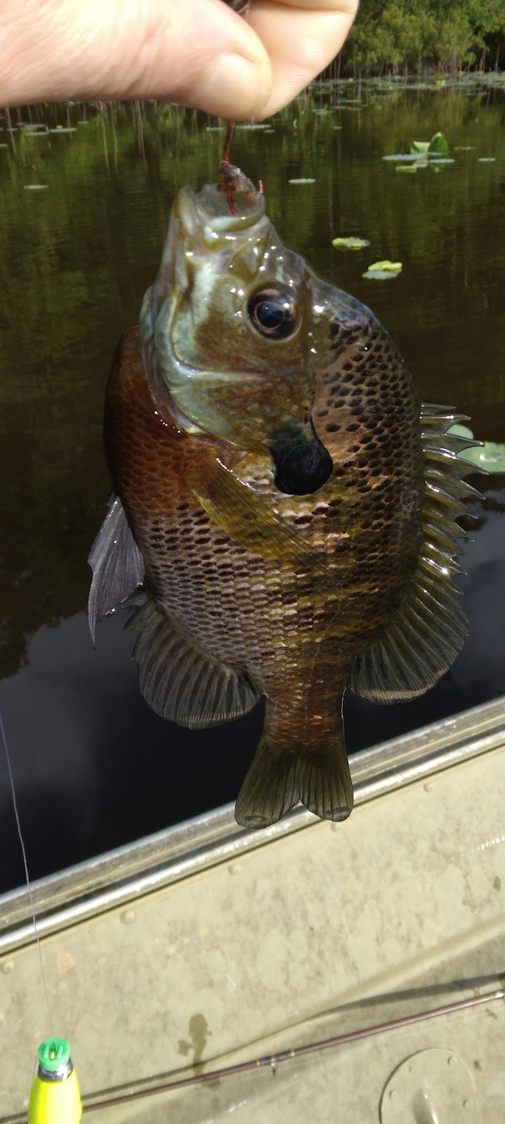 Lake Mary Crawford Camping