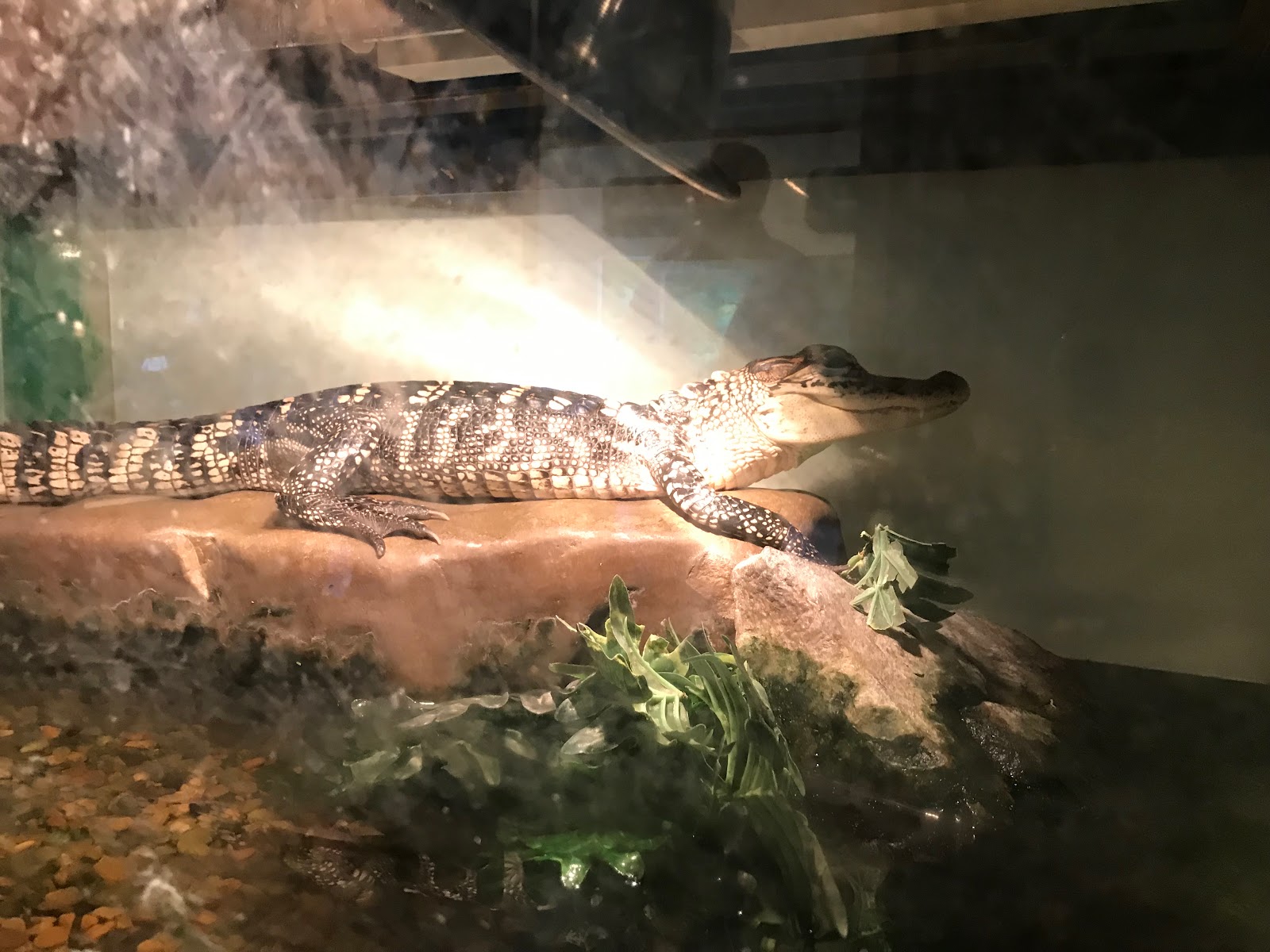 Pinnacle Mountain State Park Visitors Center