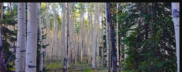 Silvermine Horse Camp