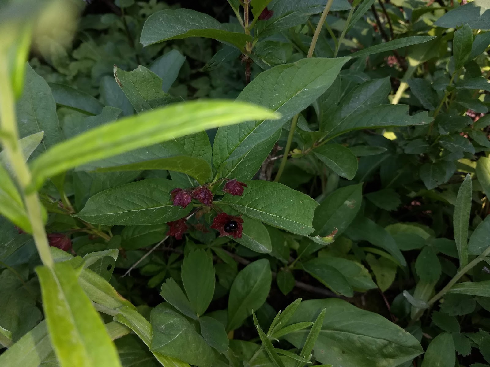 Big Therriault Lake Campground