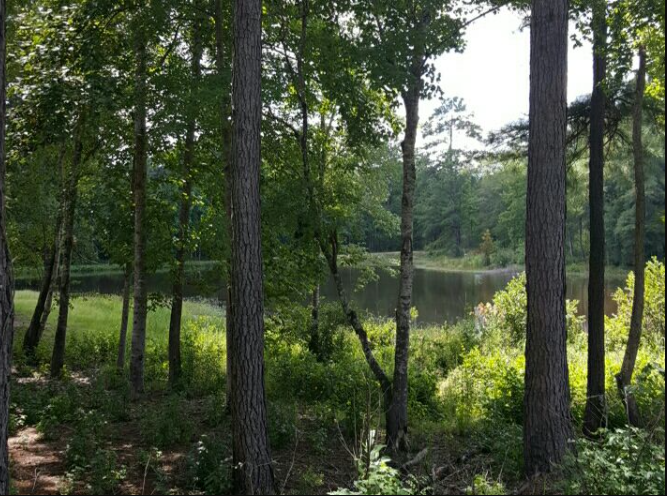 Tuskegee National Forest