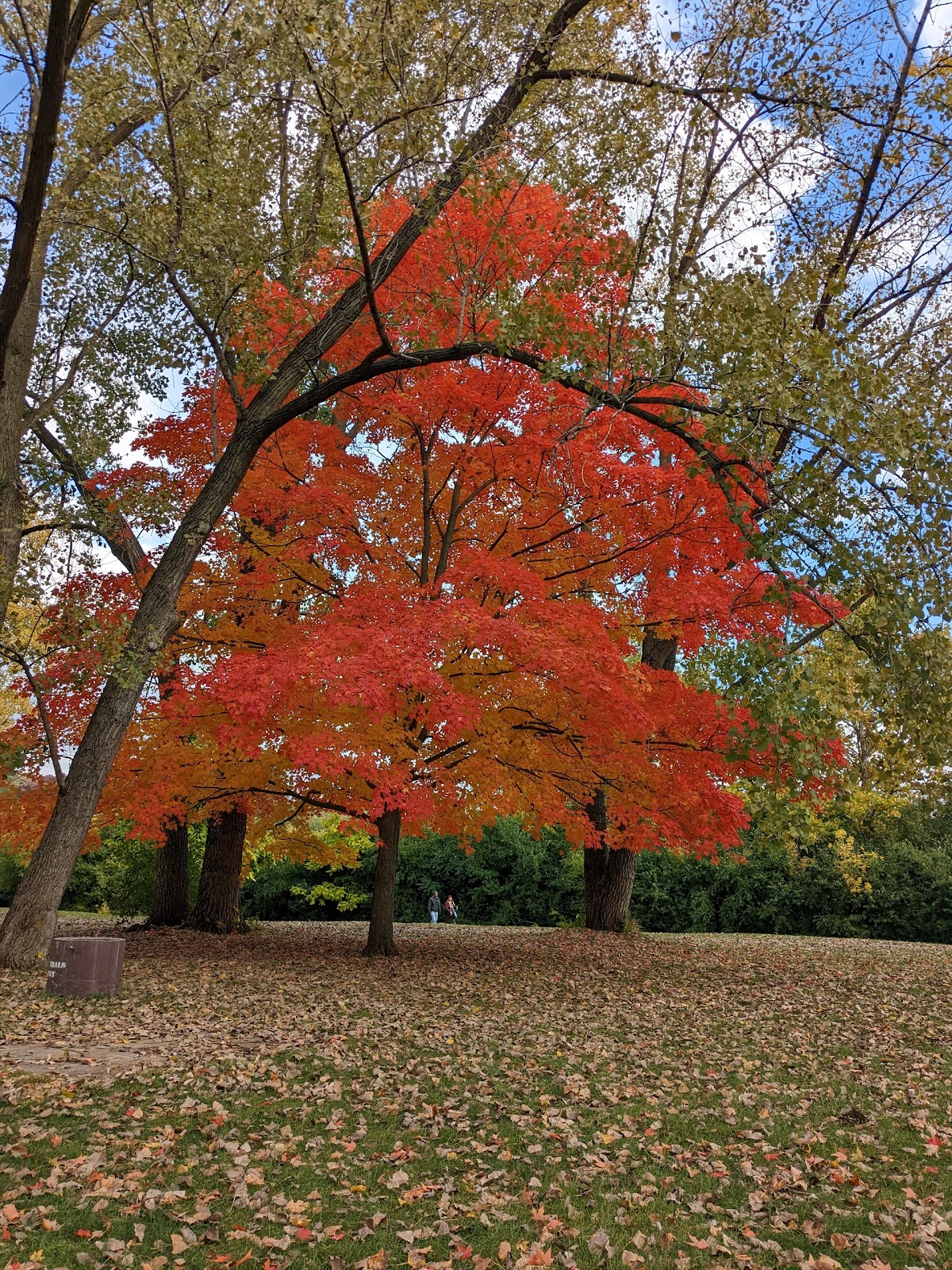 Blackwell Forest Preserve