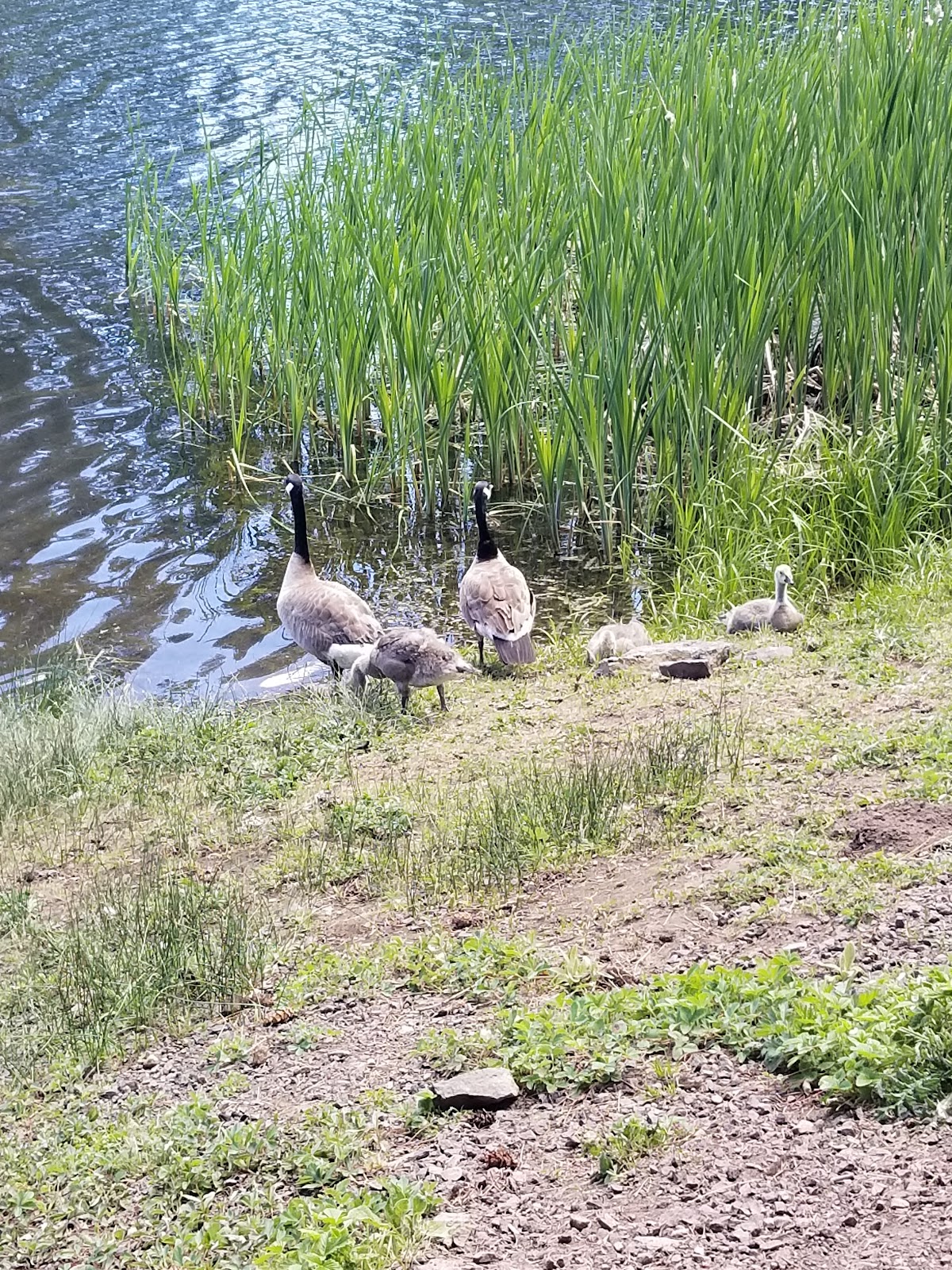 Walton Lake Campground