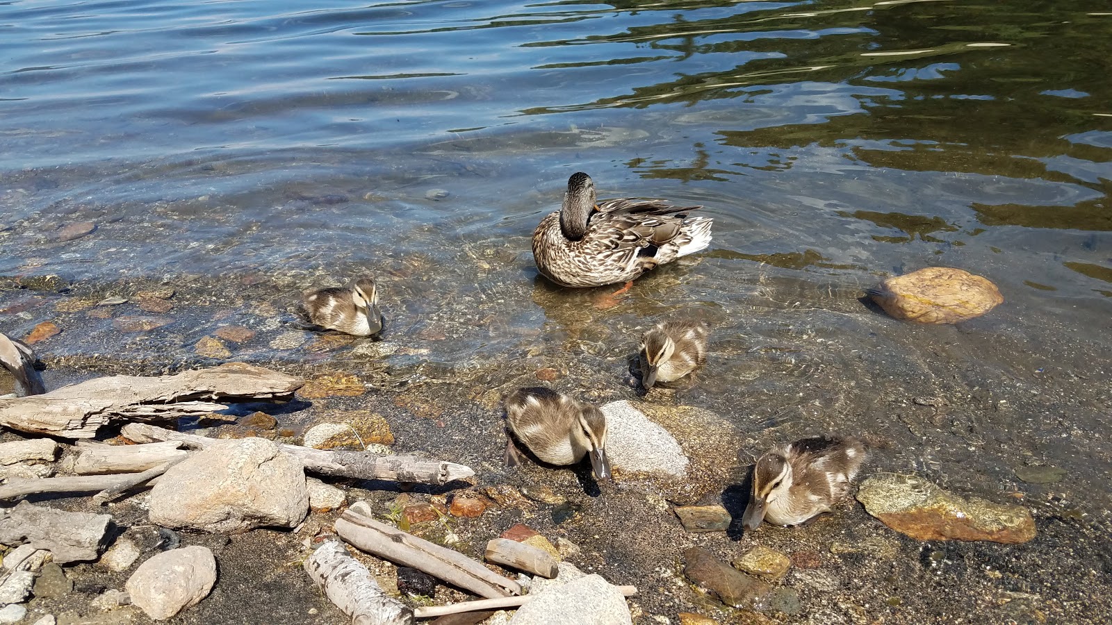 White Horse Campground