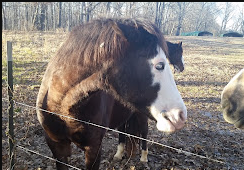 Campground at Barnes Crossing