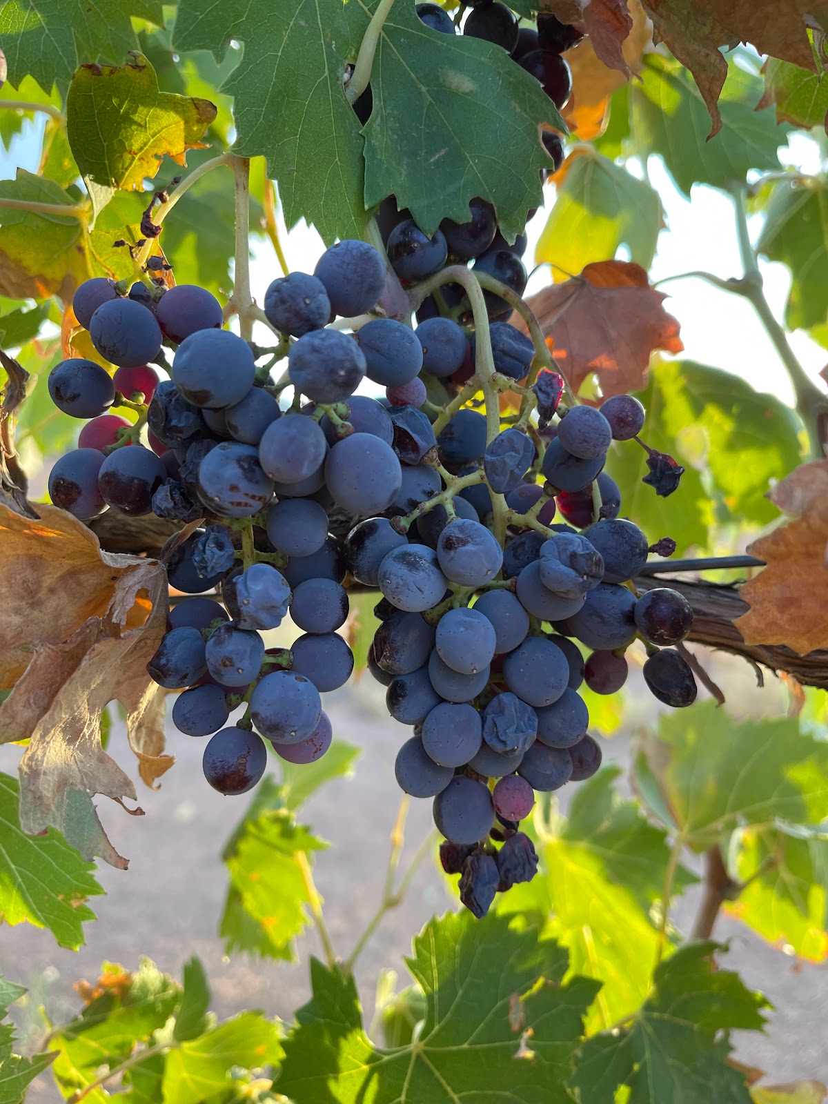 Cella Winery Camping