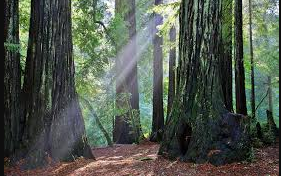 Blooms Creek - Big Basin Redwoods State Park