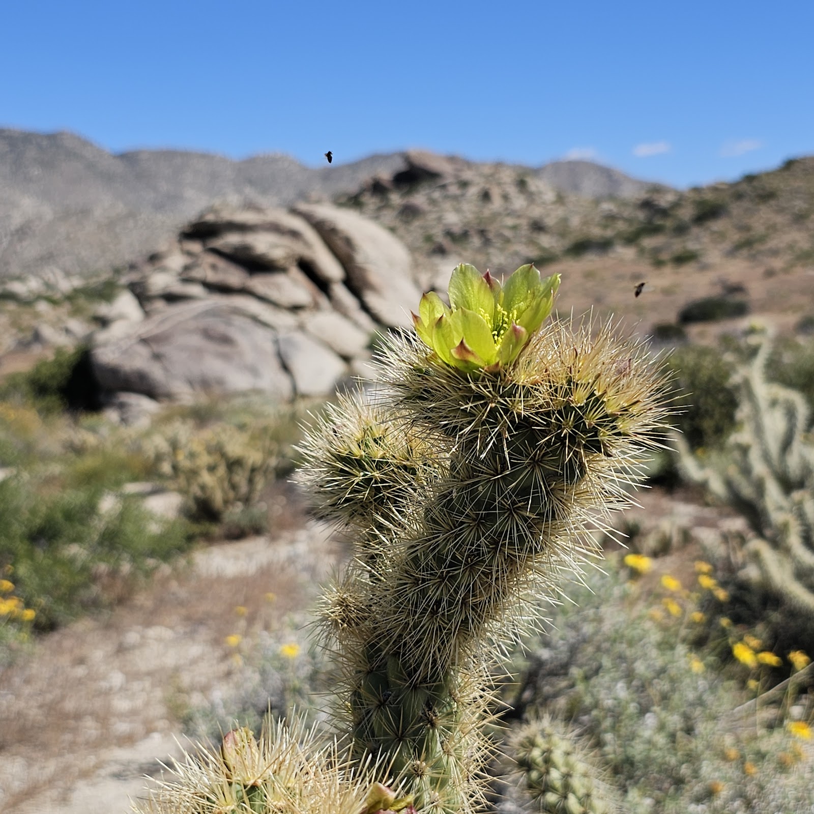 Culp Valley Primitive Campground