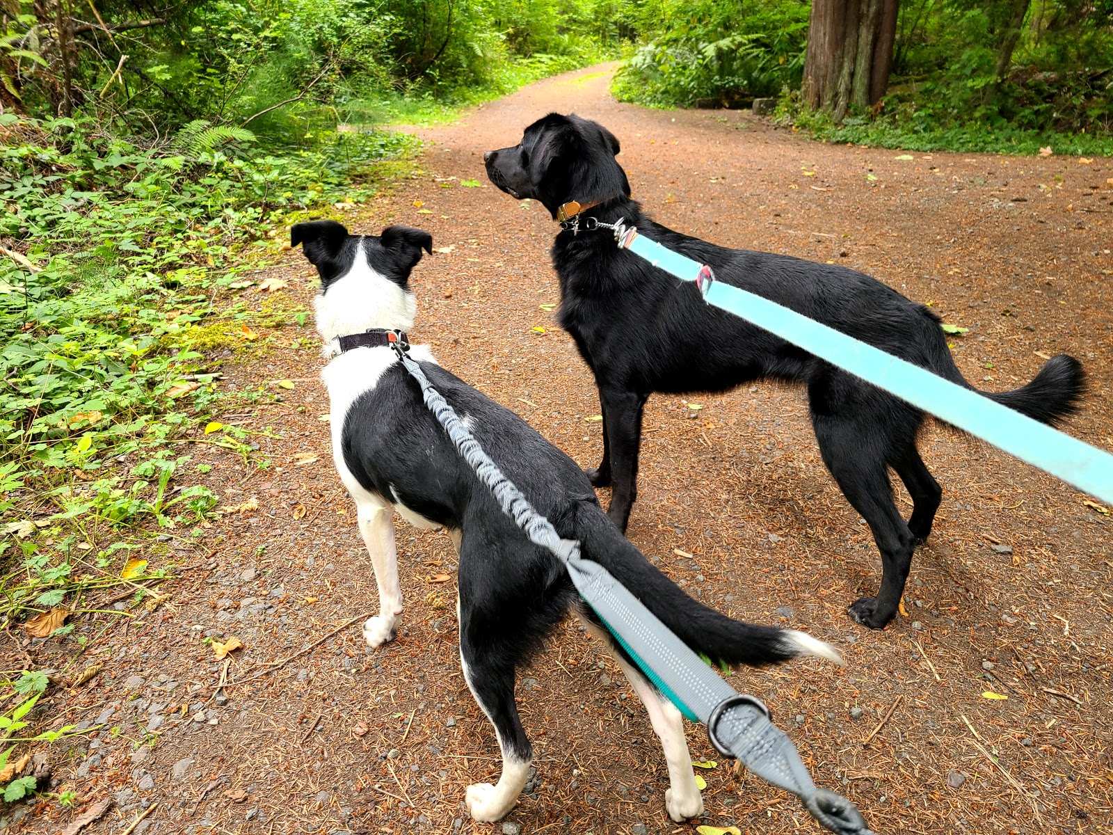 Olympic National Park