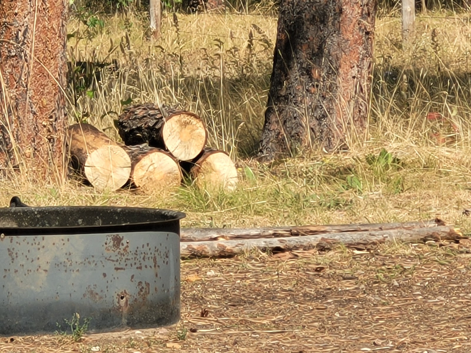 Bearlodge Campground