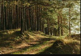 RoverPass Funland Campground