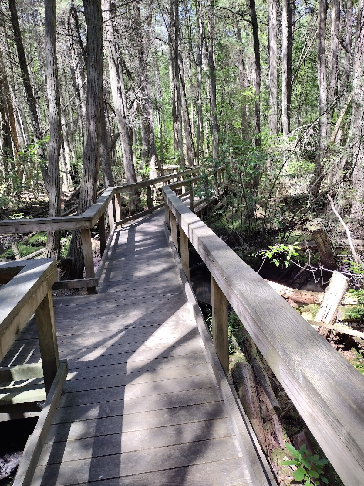 Bass River State Forest