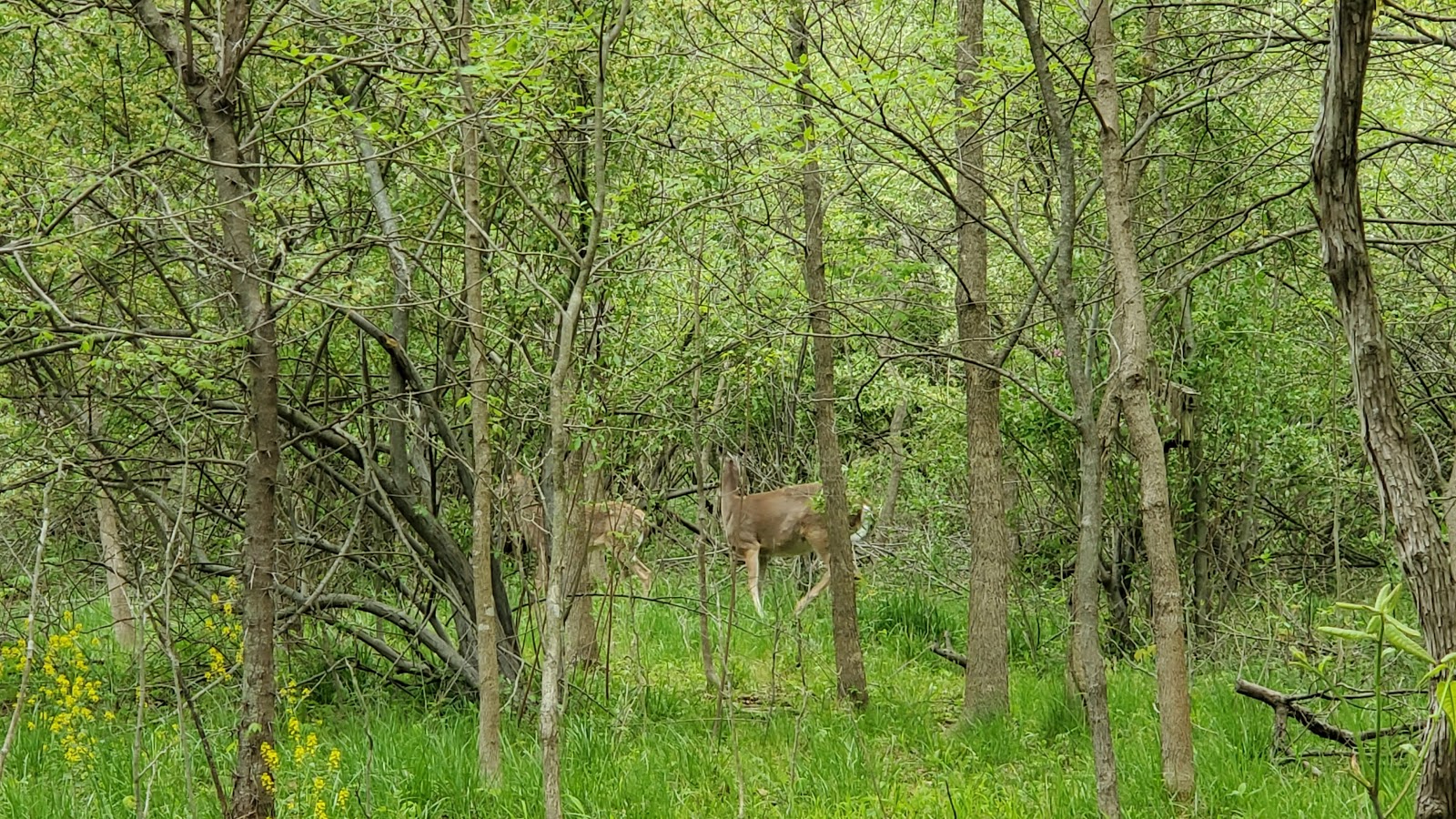 Forest Glen Preserve