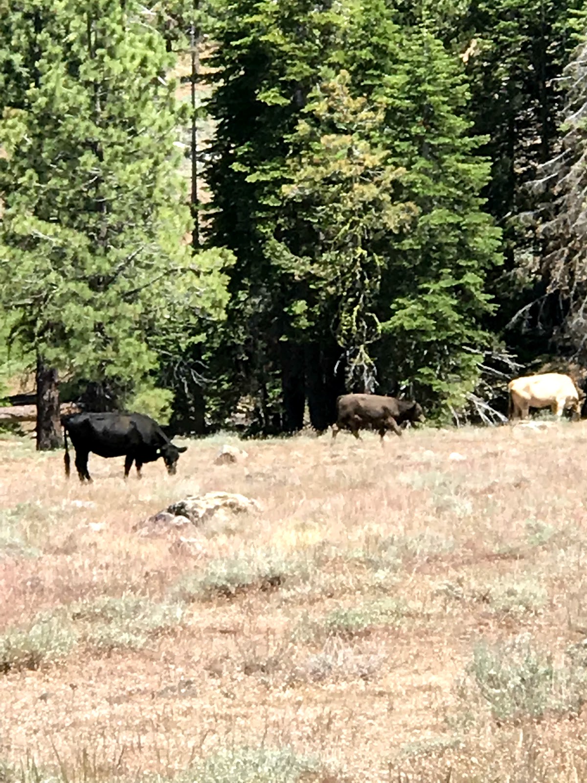 Mill Creek Campground