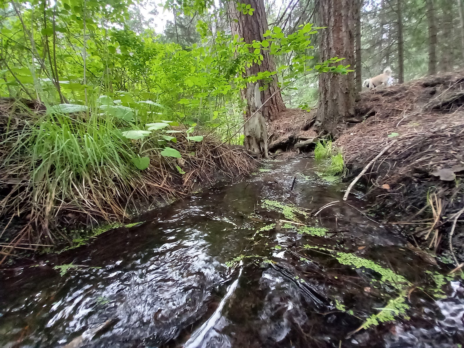 Ochoco Divide Campground