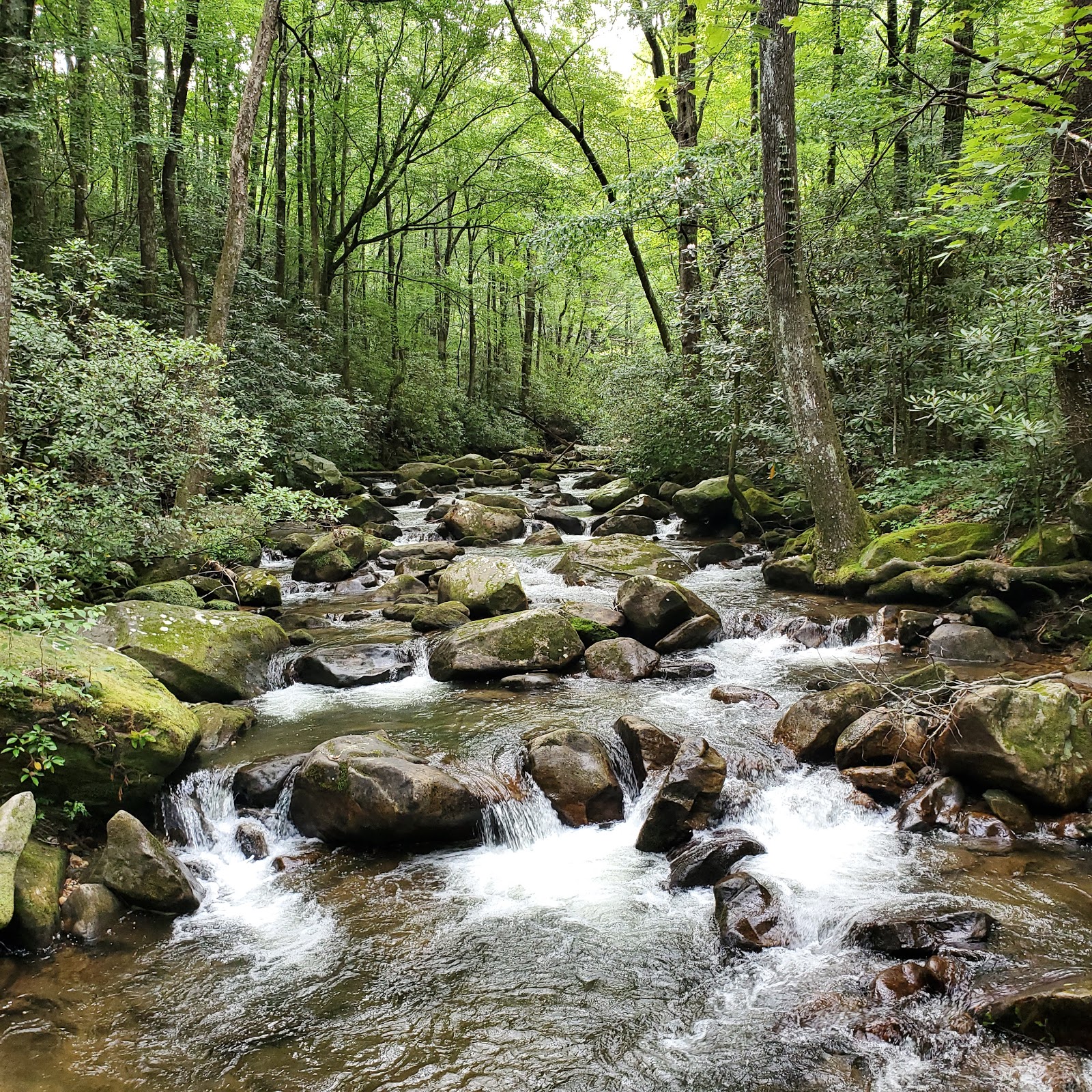 Mountain Bridge Wilderness Area Trailside Camping