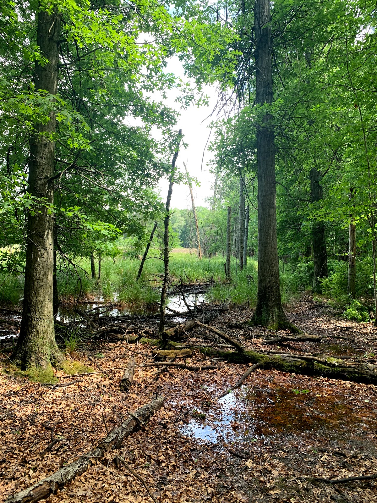 Ely Lake Campground and Equestrian Park