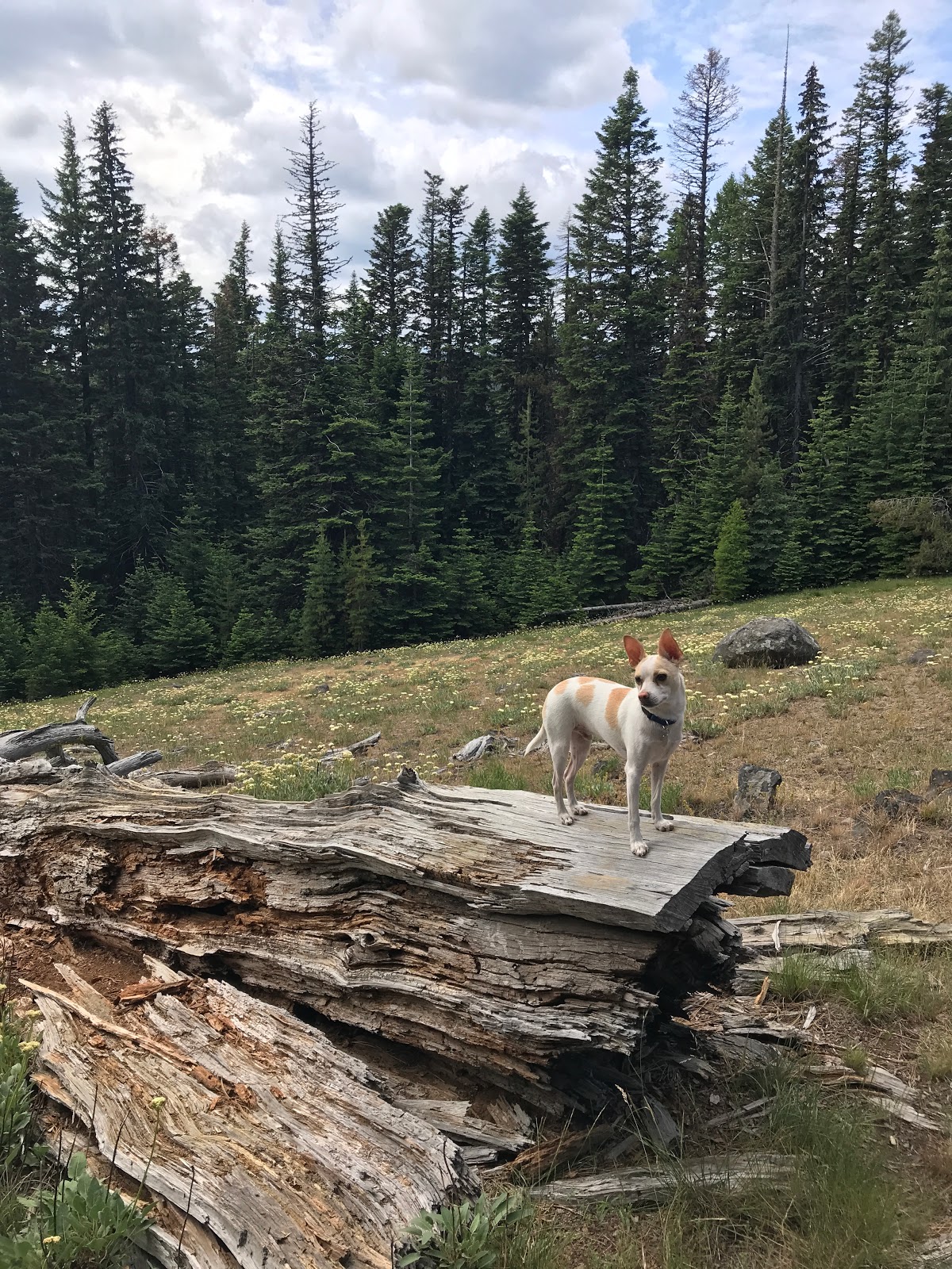 Knebal Springs Campground