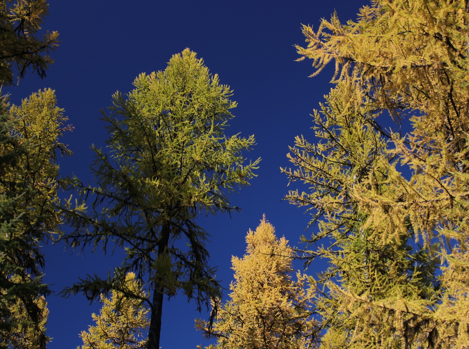 Giant White Pine Campground