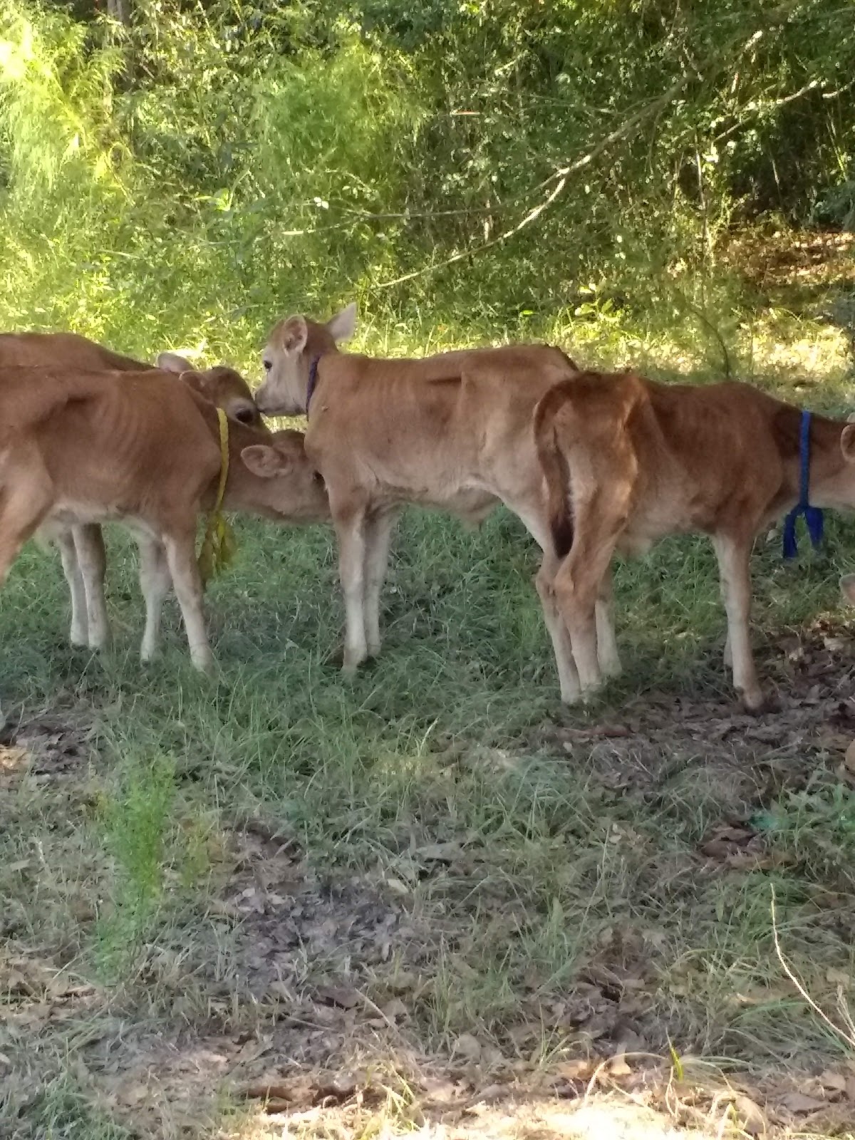 Haas-Cienda Ranch RV Park