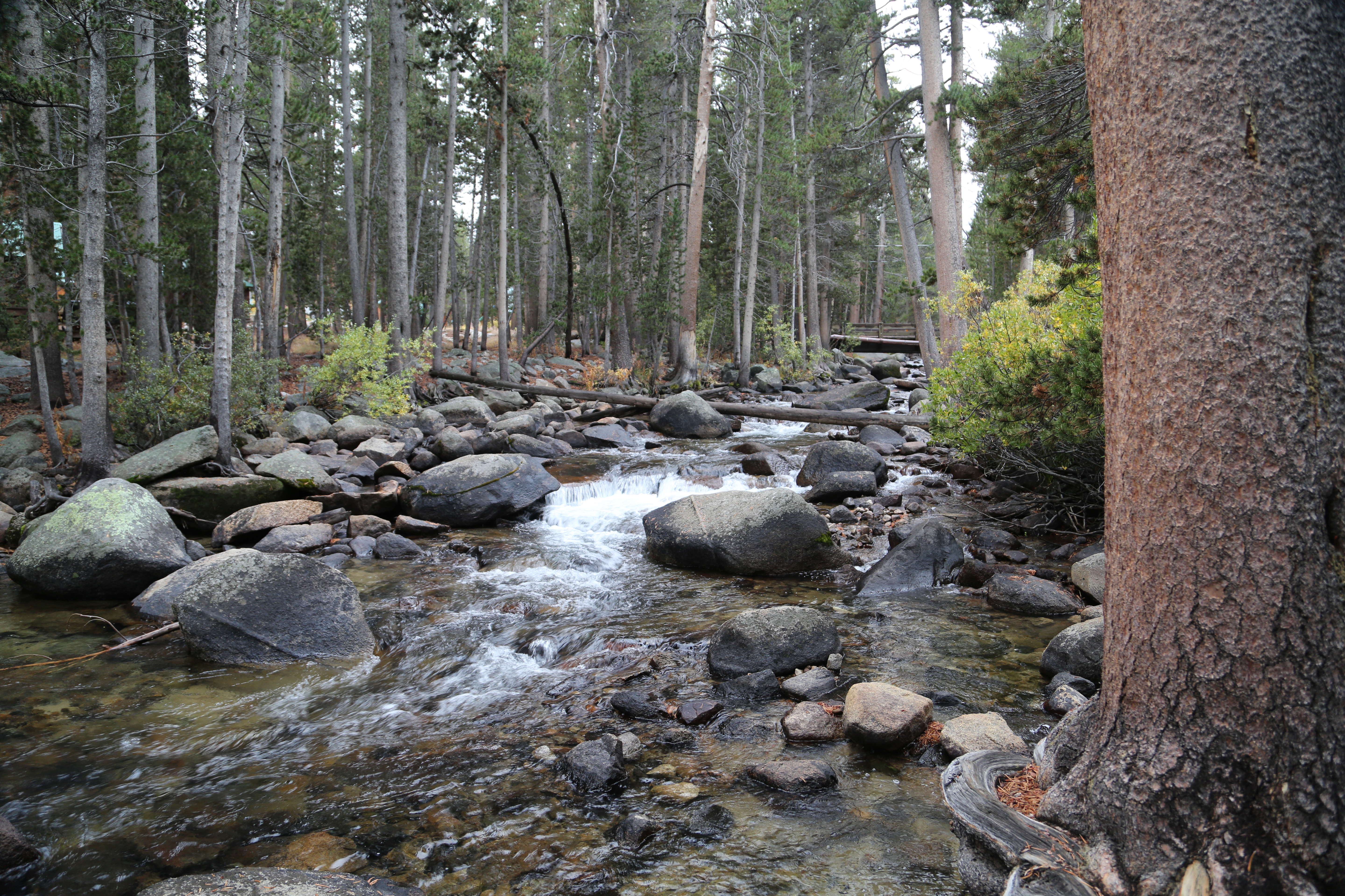 Pine Grove Campground
