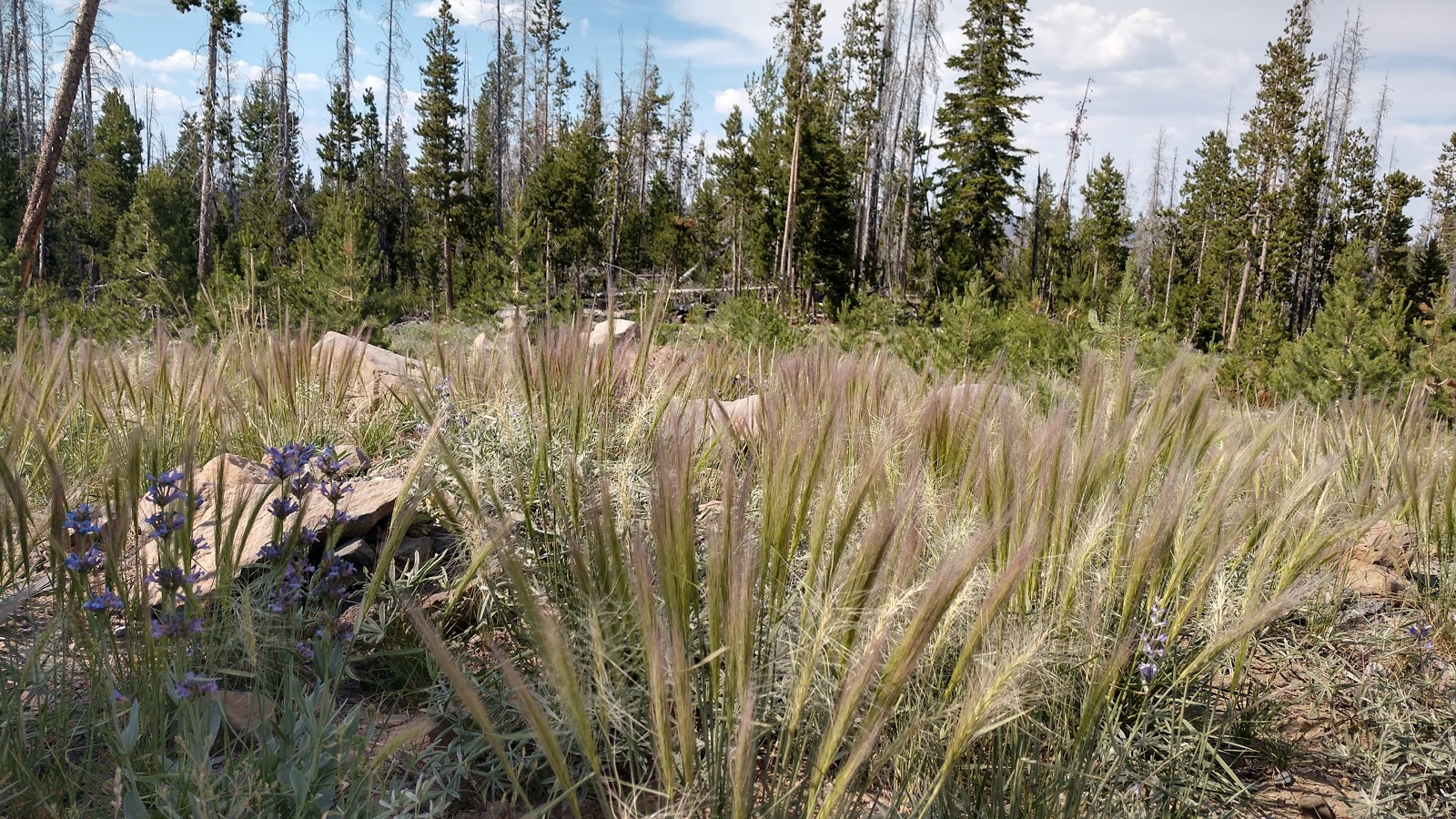 Dead Horse Lake Campground