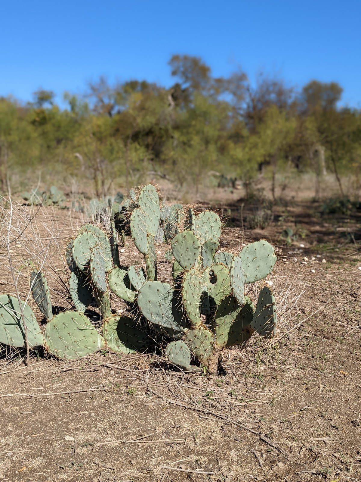 Main - South Llano River State Park