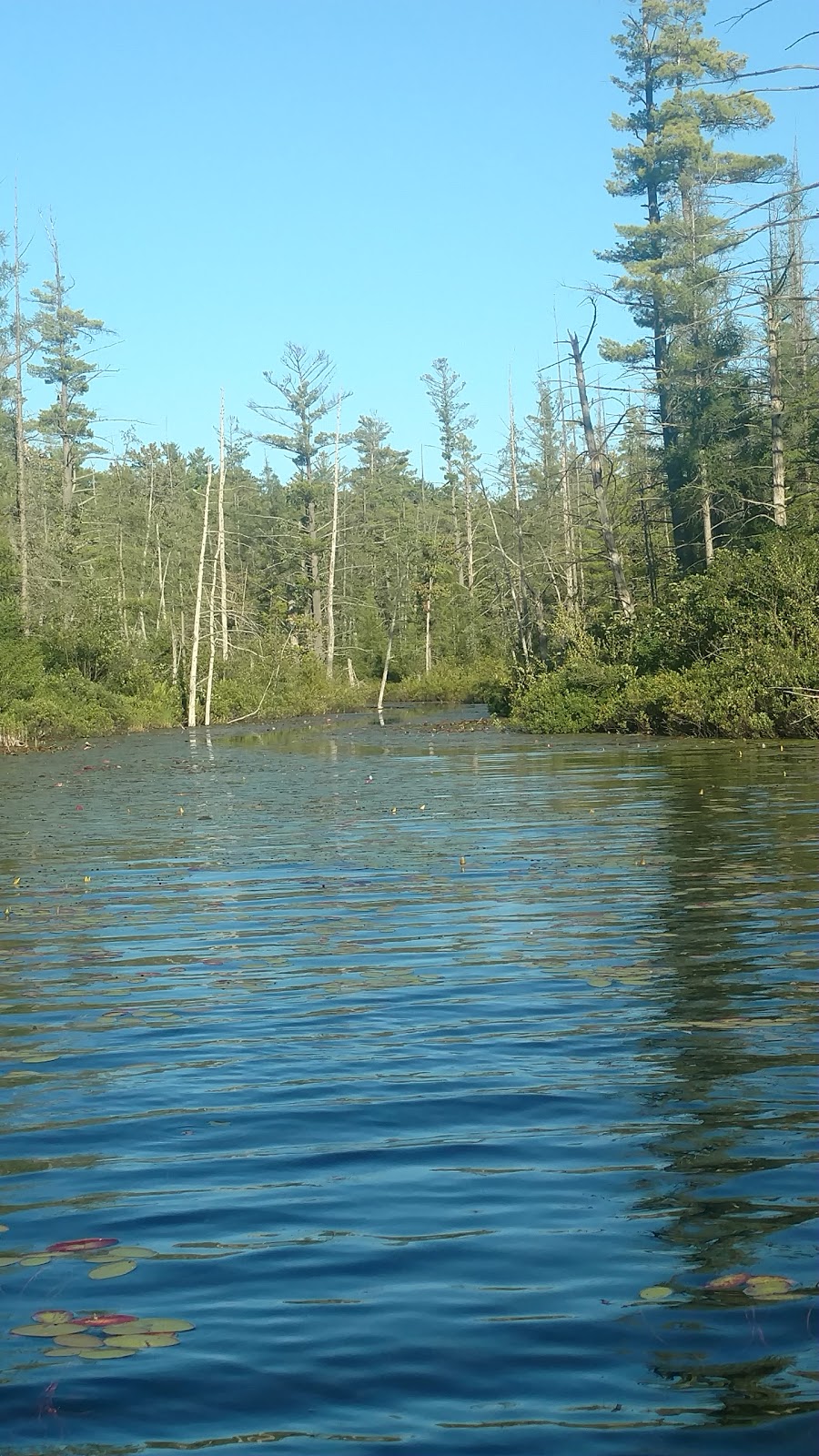 Spring Lake SF Campground