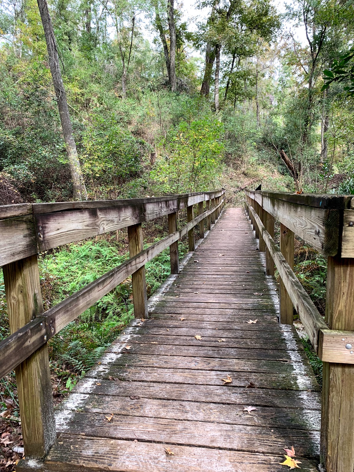 Mike Roess Gold Head Branch SP