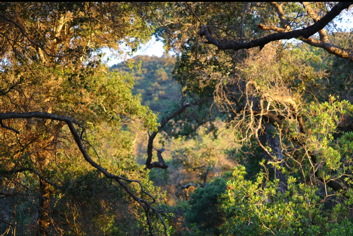 Lower Caliente Campground