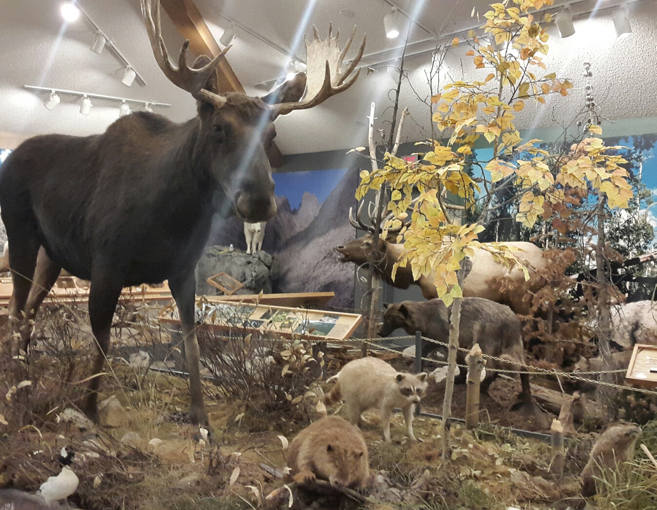 Mexican Creek Wildlife Mgt Area