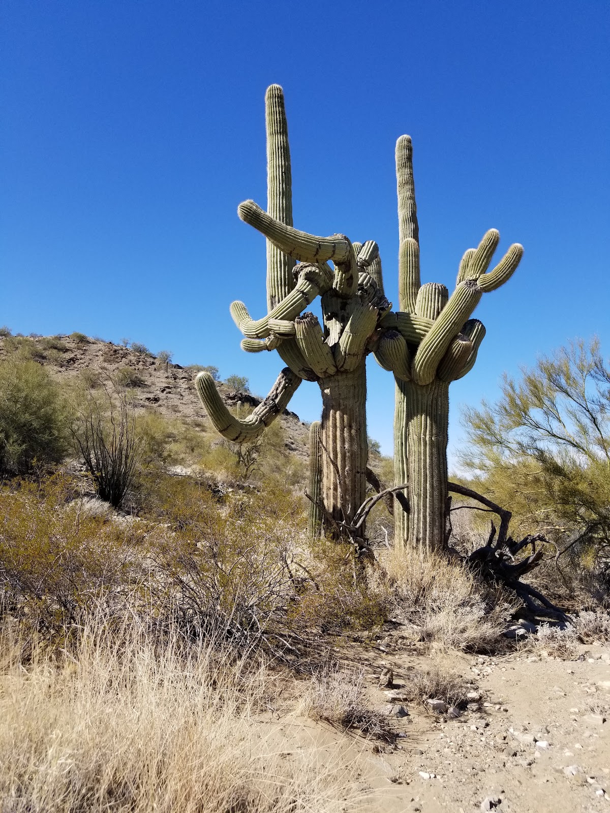 Desert Palms Golf & RV Resort (55+ park)