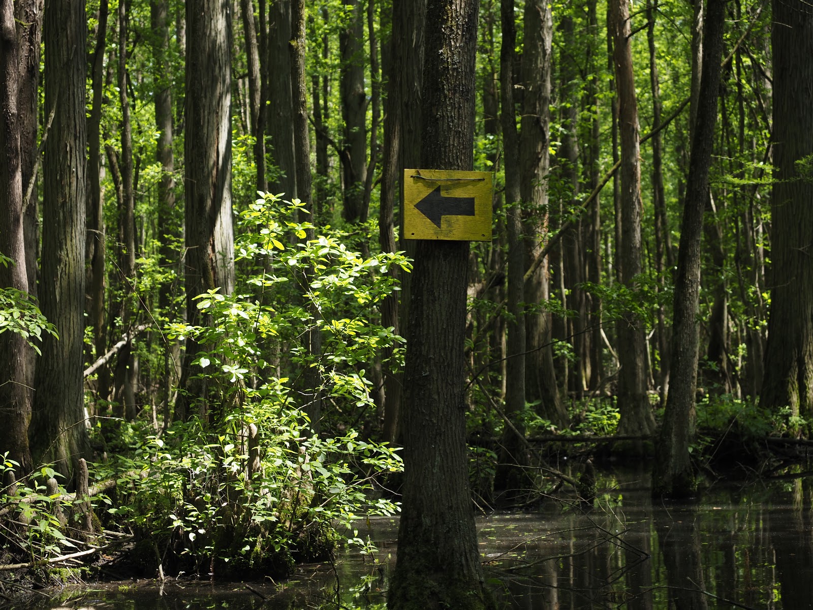 Trap Pond State Park