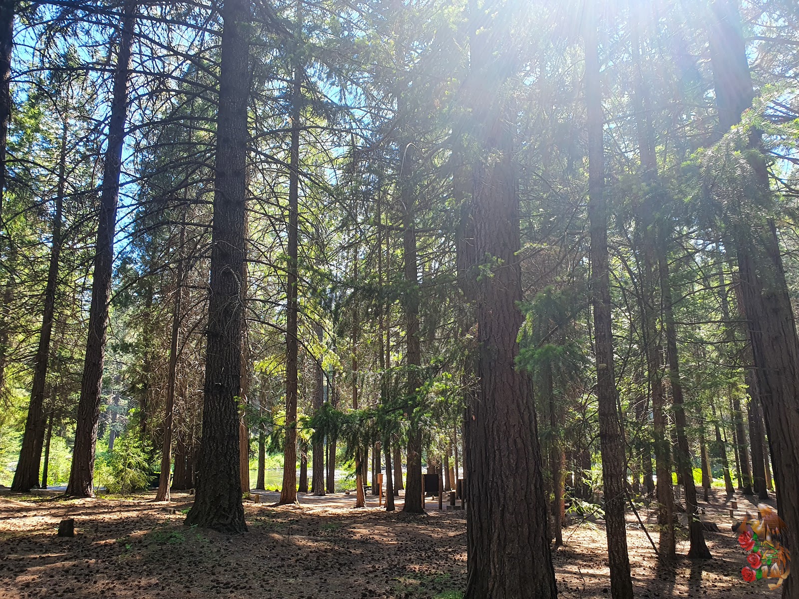 Lower Bridge Campground