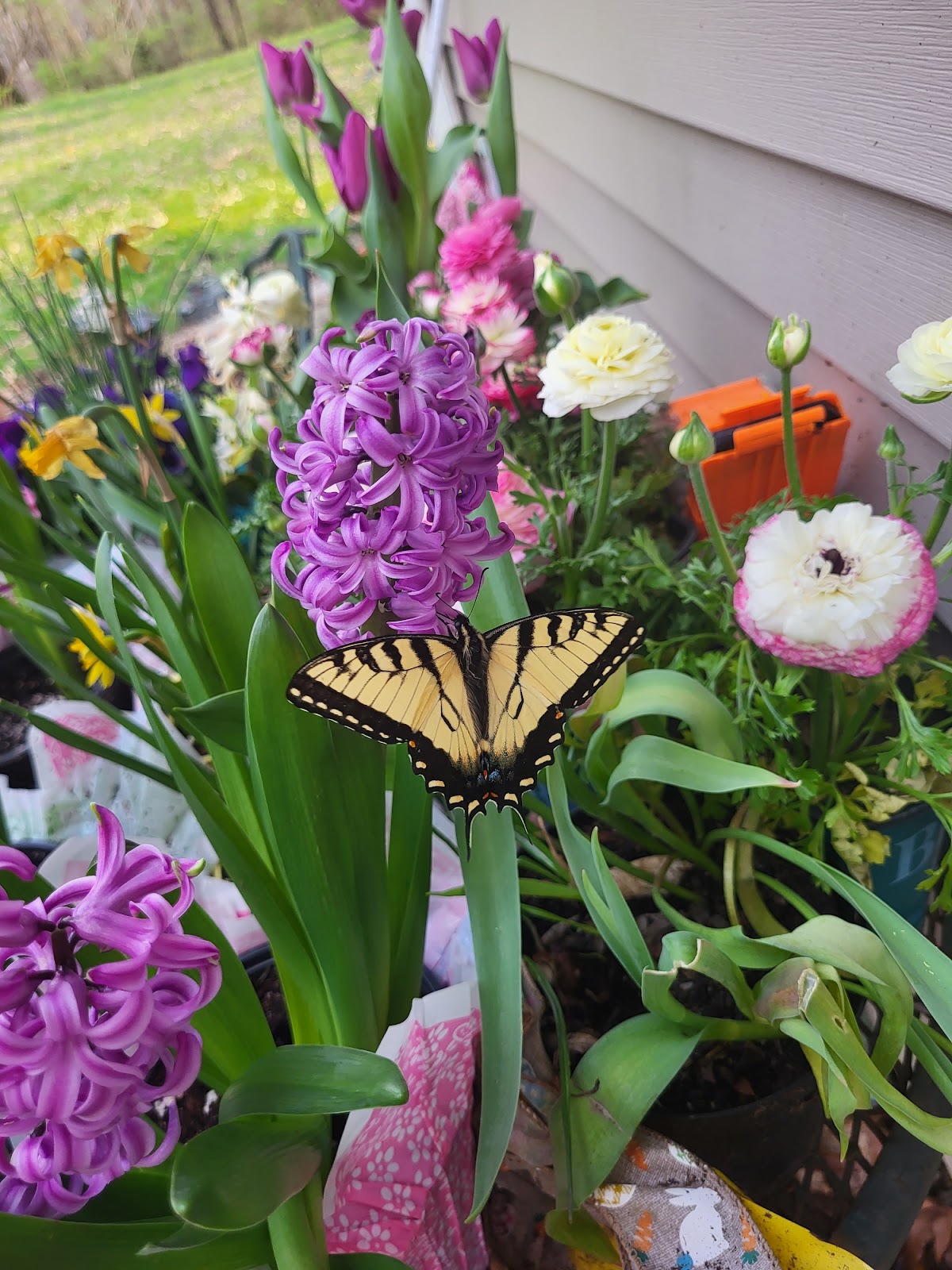 Shirley Creek Horsecamp