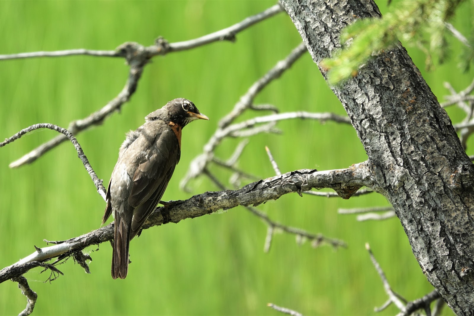 Lakeview Campground - Tetlin National Wildlife Refuge