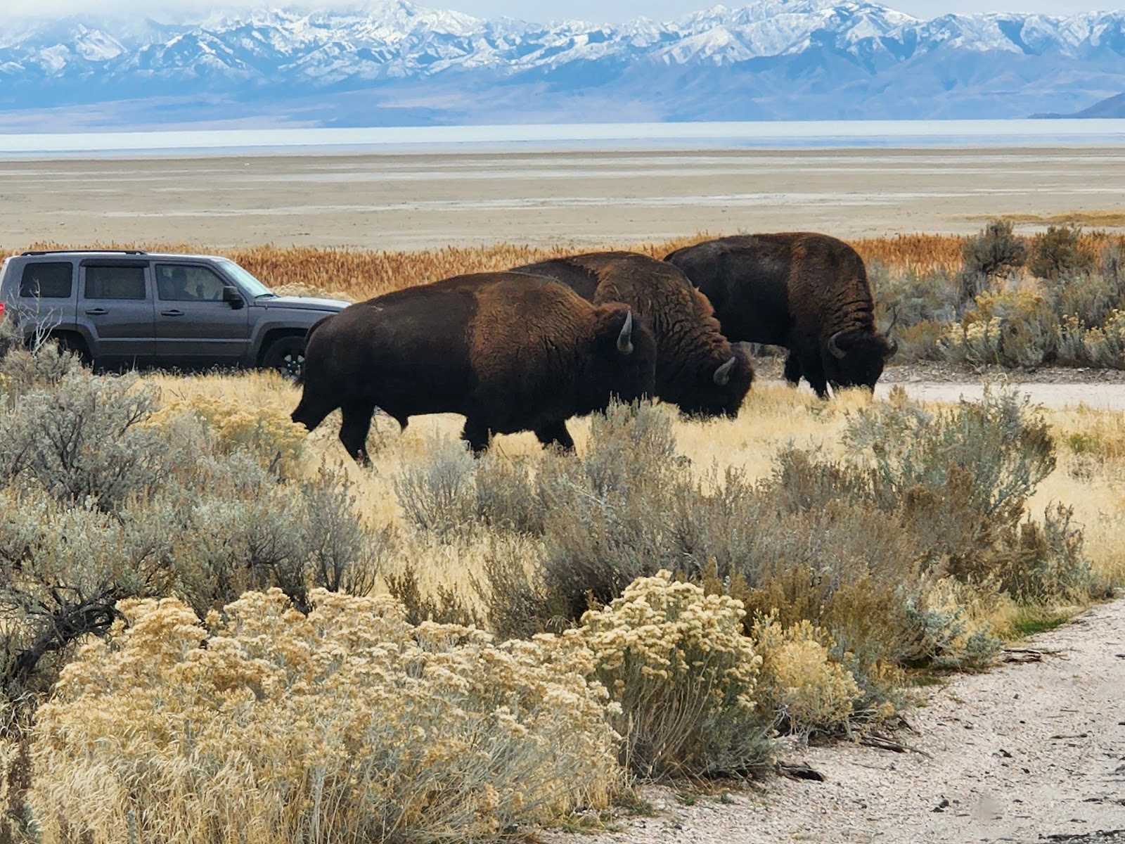 Antelope Island State Park
