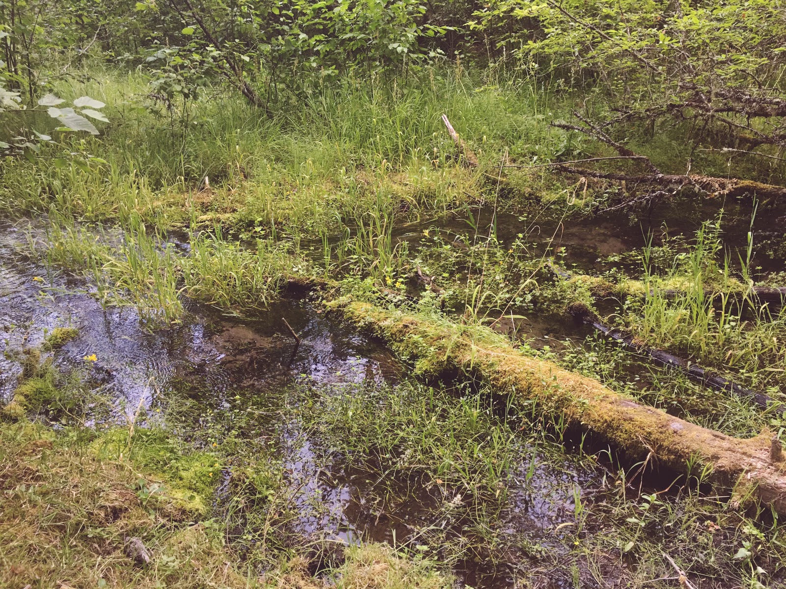 Whiskey Spring Campground