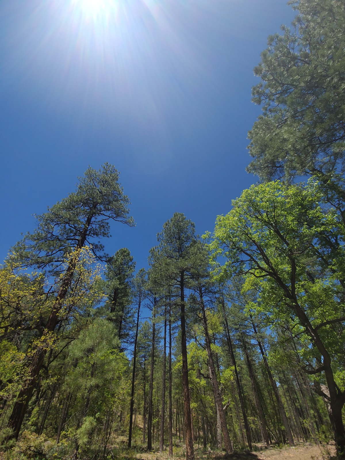Upper Log Campground