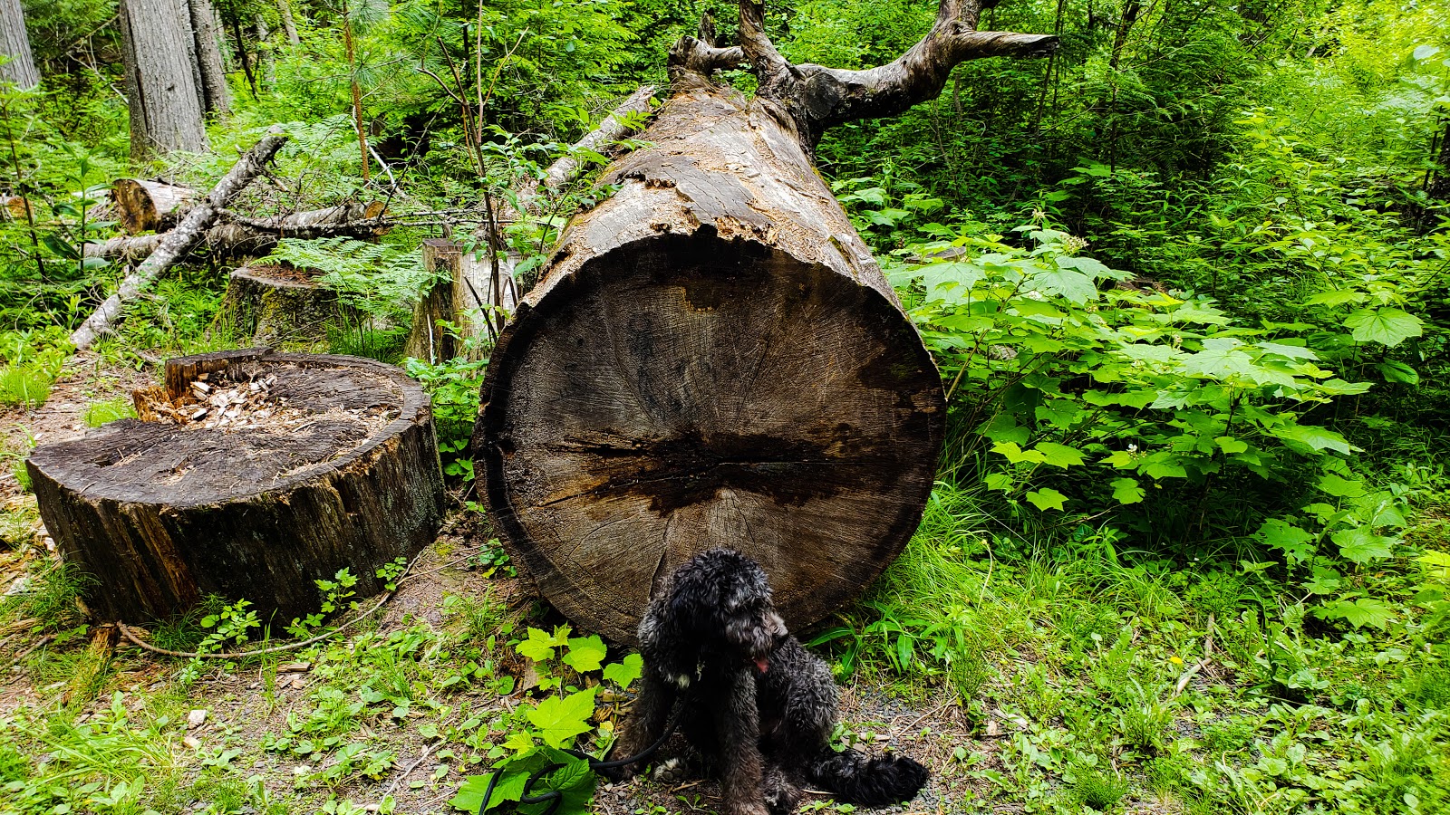 Giant White Pine Campground