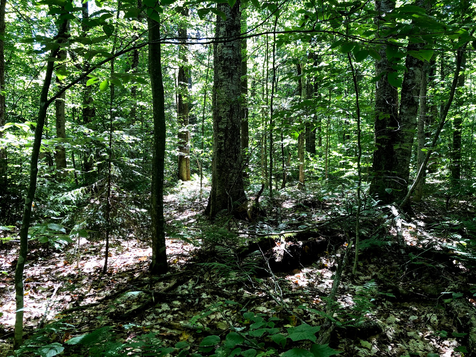 Lake Durant Adirondack Preserve