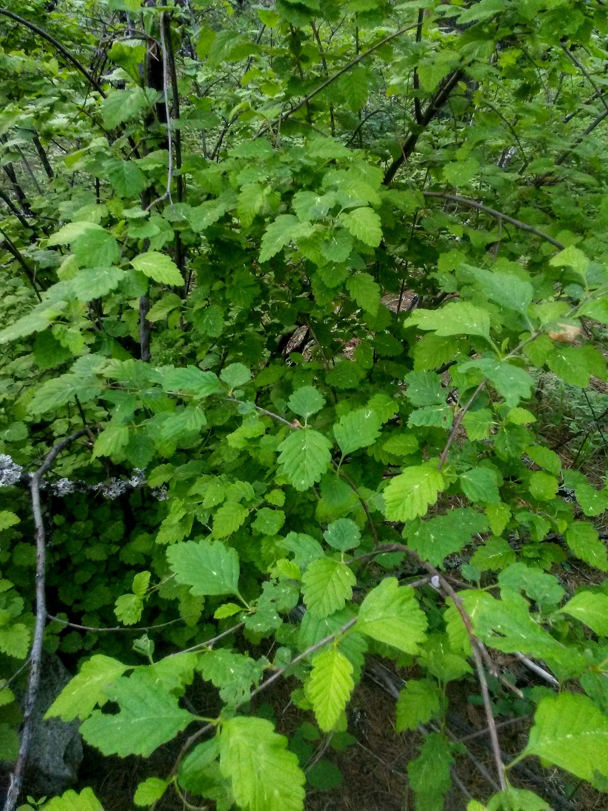 Canyon Creek Campground