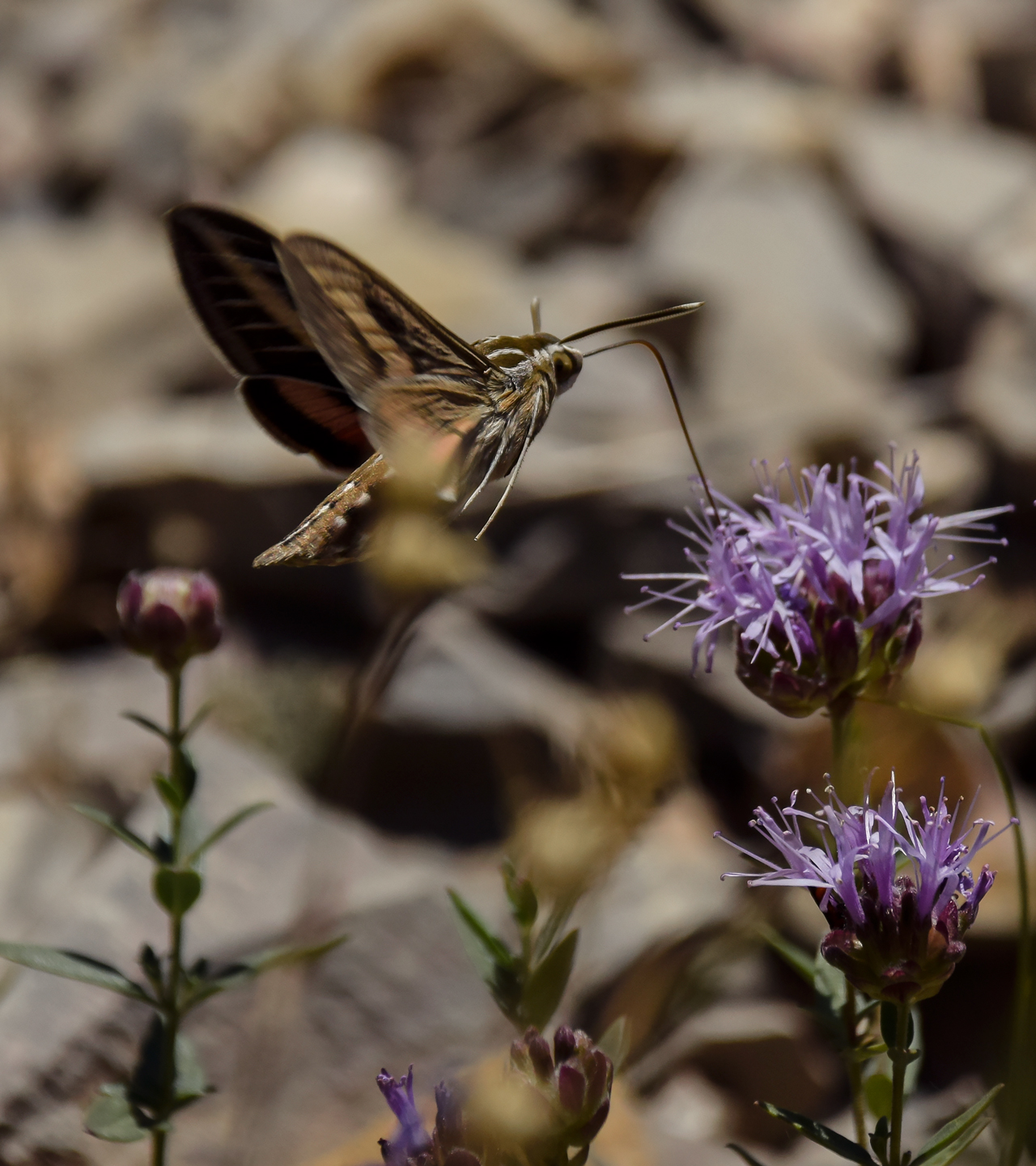 Father and Sons Campground