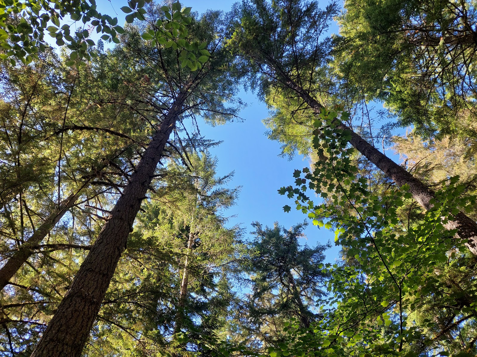 Whitcomb Creek Campground
