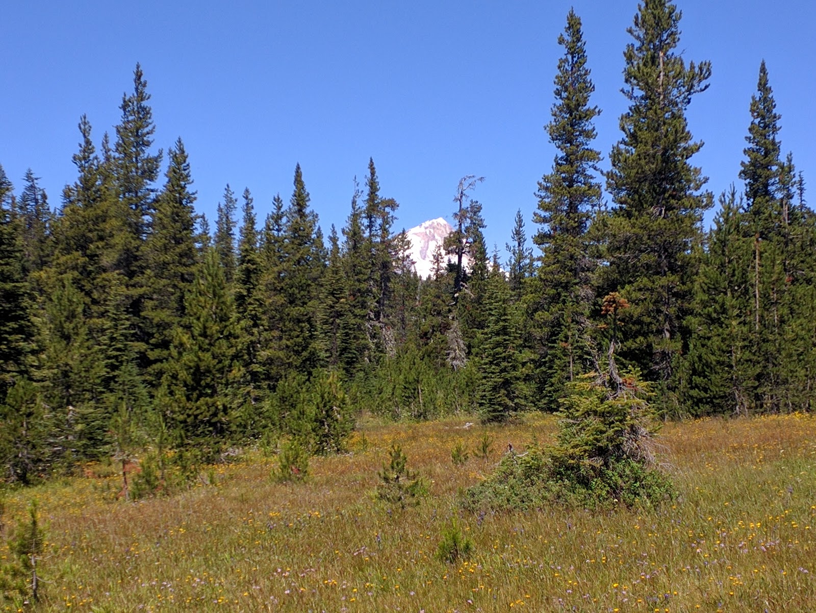 Bonney Meadow Campground