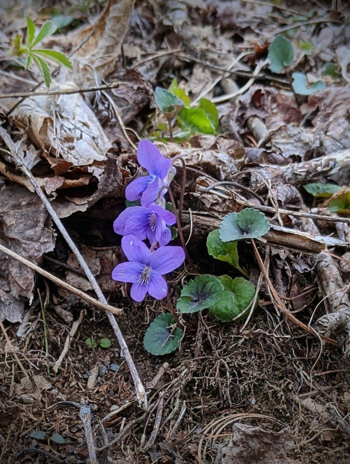 Rocky Hollow Horse Camp