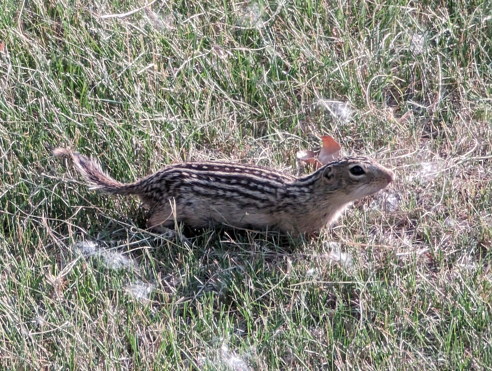 Pomme De Terre Campground