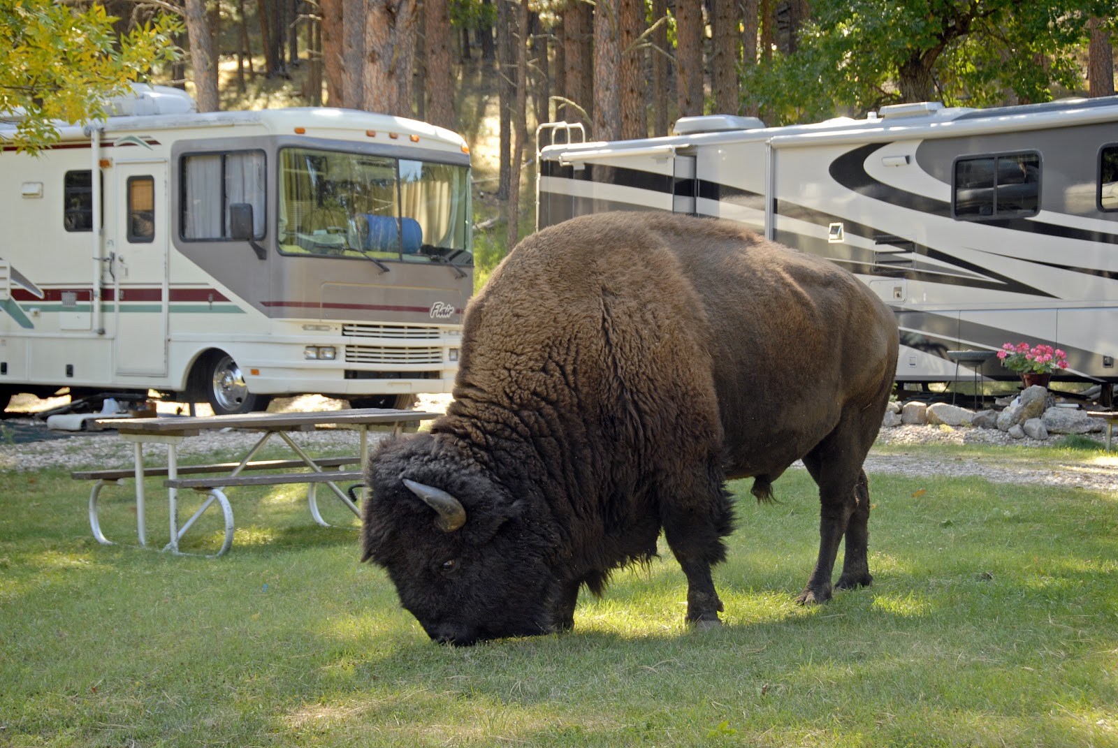 Custer State Park Grace Coolidge Campground