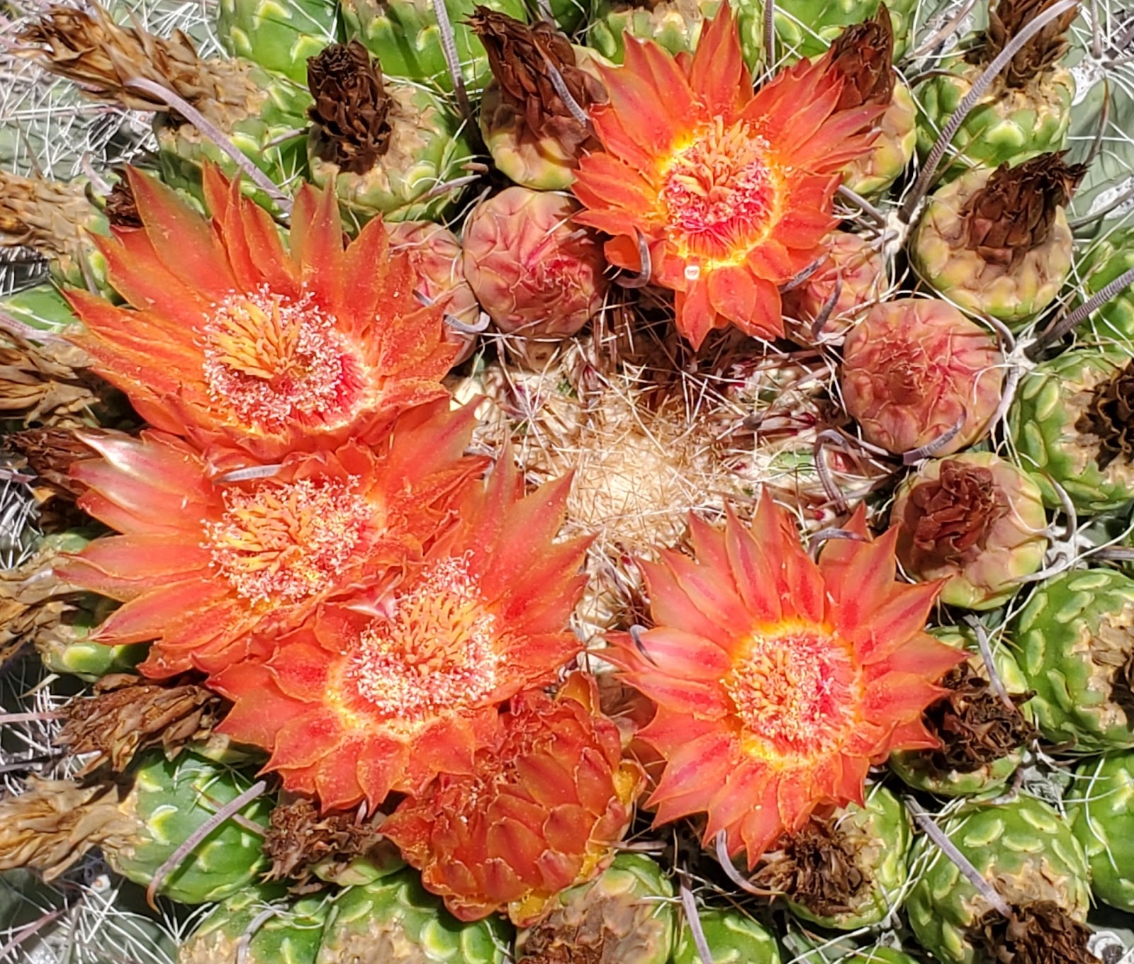 Sabino Canyon Recreation Area Cactus Ramada 2