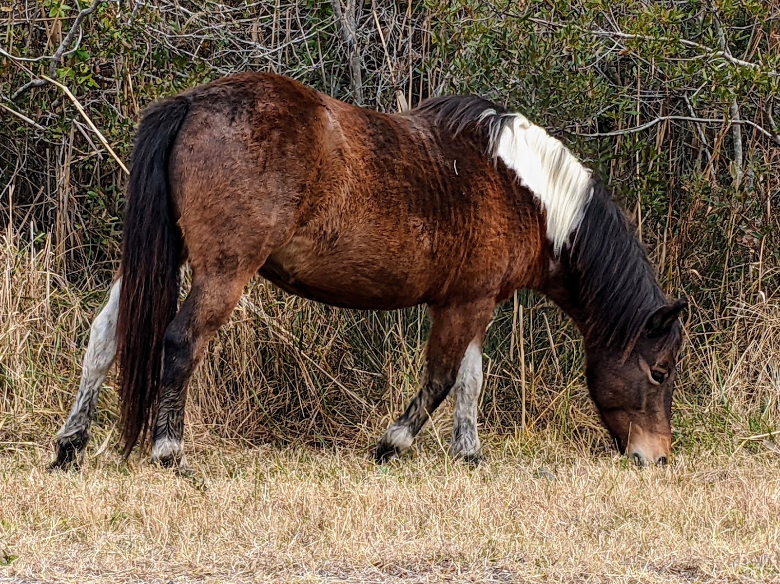 Assateague State Park